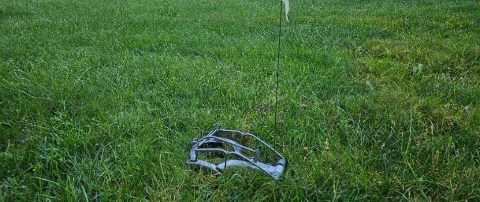 Mole trap on a lawn in Saranac, MI.