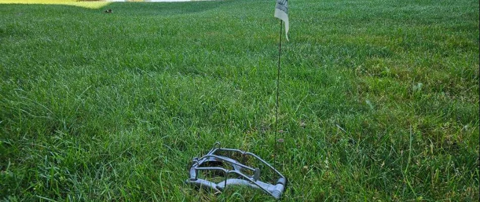 Mole trap on a lawn in Northview, MI.