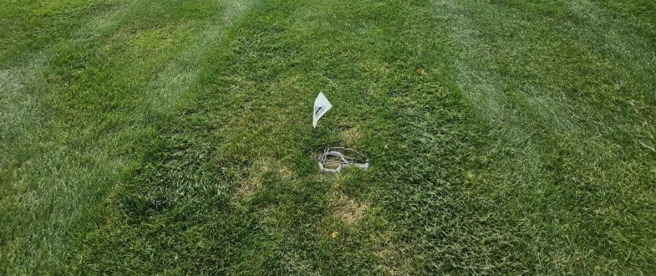 Mole trap on lawn with flag in Ionia, MI.