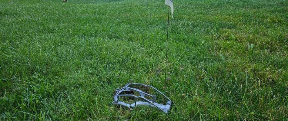 Mole trap on a lawn in Kentwood, MI, with a flag.