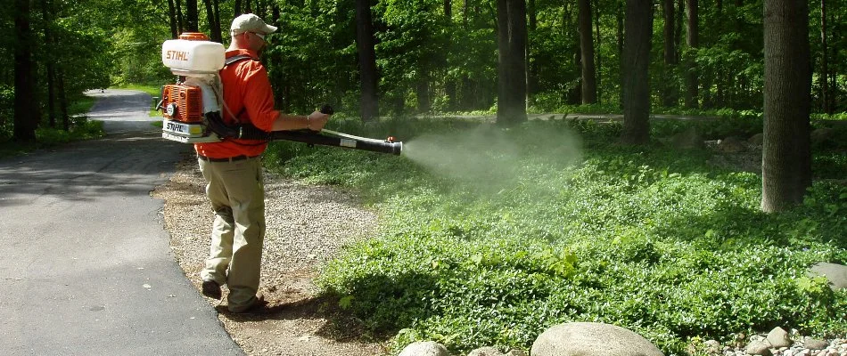 Worker spraying plants with mosquito control in Belding, MI.