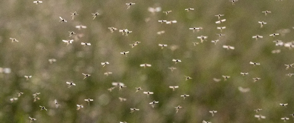 Mosquito swarm in Clarksville, MI.