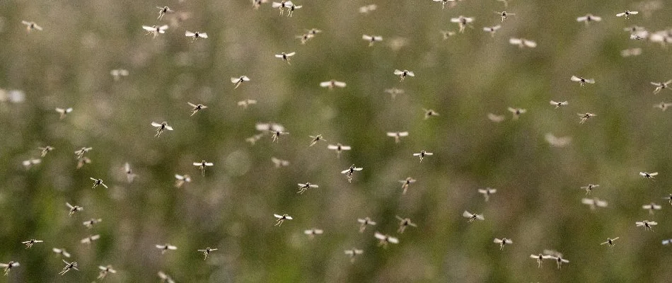 Mosquito swarm in Martin, MI.