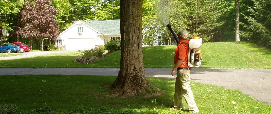 Mosquito treatment being applied to tree in Coopersville, MI.