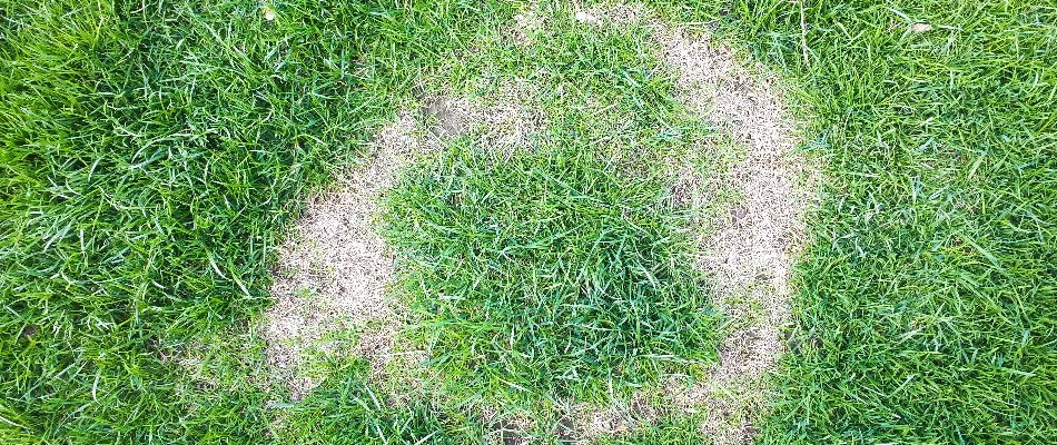 Necrotic ring spot disease on a lawn in Grand Rapids, MI.