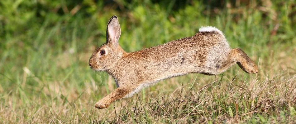 Rabbit hopping on a lawn in Grand Rapids, MI.