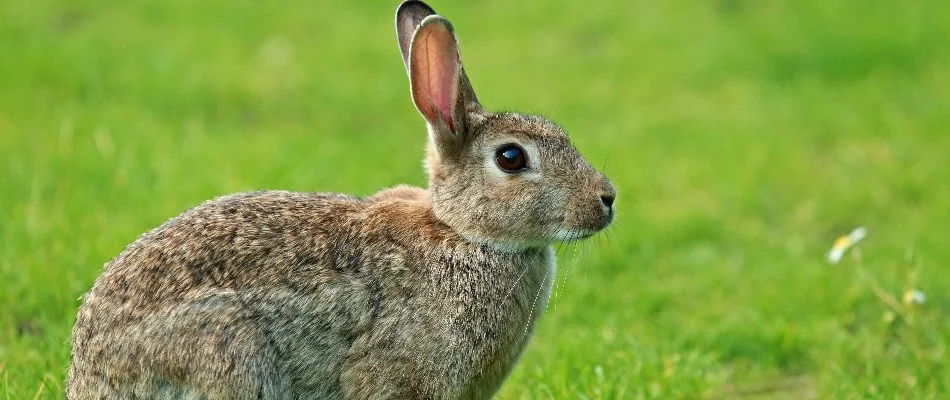 Rabbit standing in a field in Grand Rapids, MI.