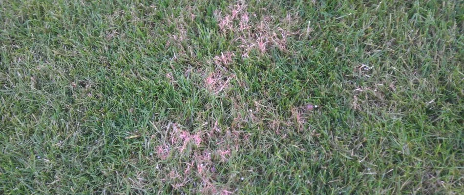 Red thread disease affecting turf in Grand Rapids, MI.