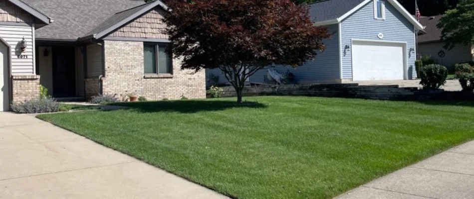 A well-maintained lawn in front of two houses, featuring a vibrant green grass area and a small tree with red foliage