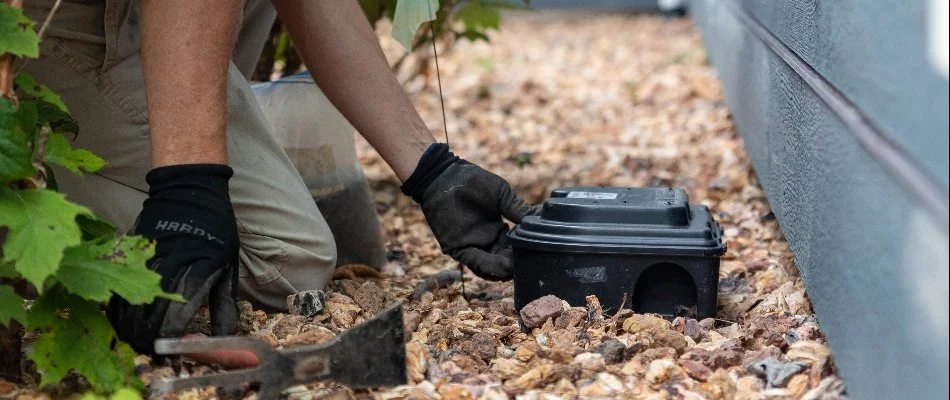 Rodent station placed in rocks in Kalamazoo, MI.
