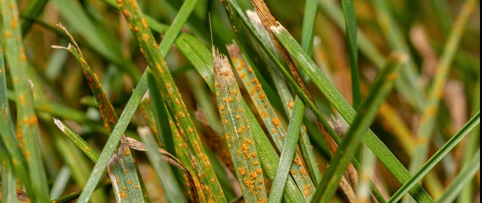 Rust diseases on green blades of grass.