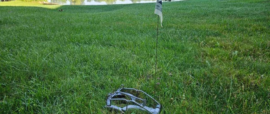 Mole trap with a flag on a property in Forest Hills, MI.