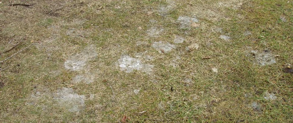 Patches of snow mold on a lawn in Grand Rapids, MI.