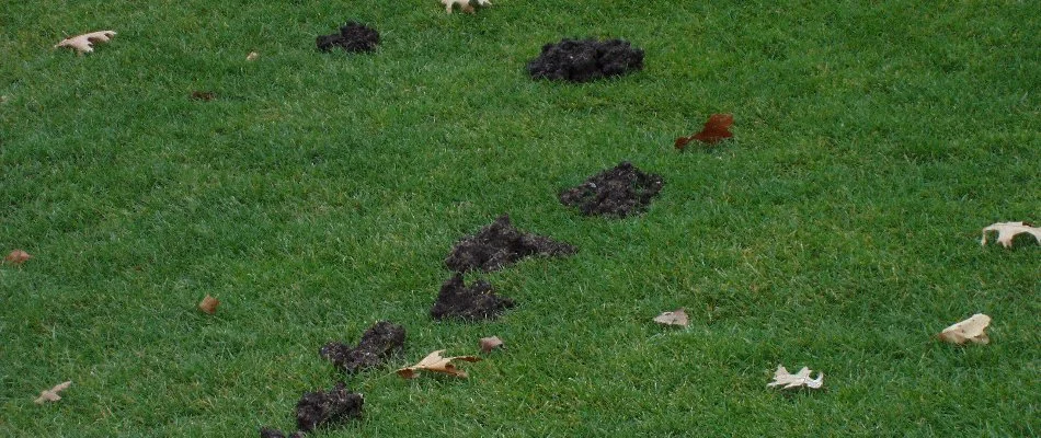 Soil mounds from moles on a lawn in Grand Rapids, MI.