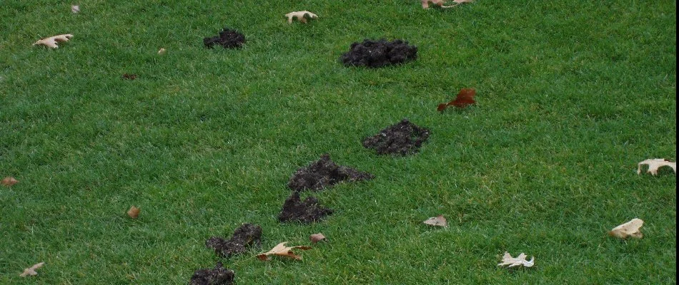 Mole damage on a lawn in Grand Rapids, MI.