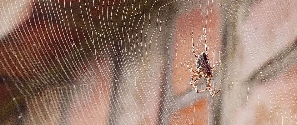 Spider on its web in West Michigan.