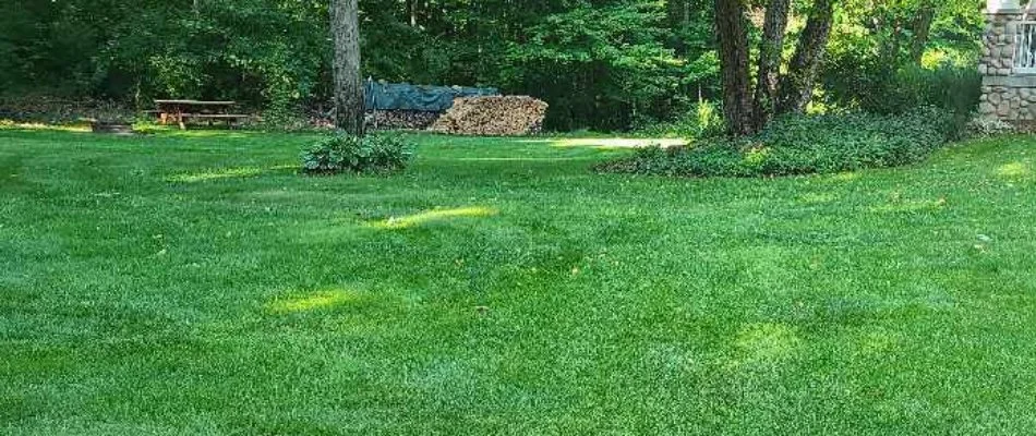 Thick green grass in Kentwood, MI, with trees.