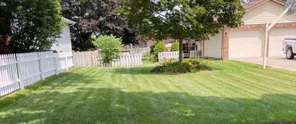 Thick green lawn with a tree by a driveway in Grand Rapids, MI.