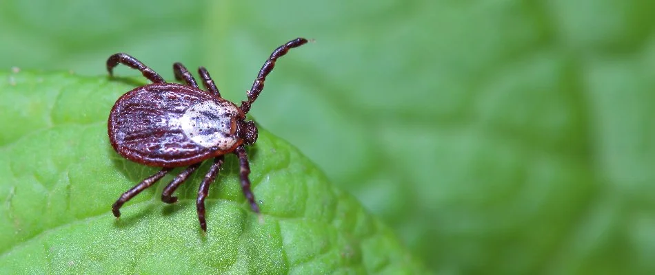 Tick on a green leaf in Saugatuck, MI.