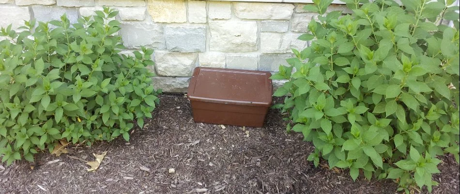 Trap station for chipmunks between some plants in Walker, MI.