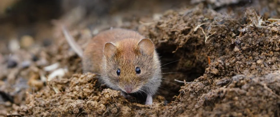 Vole in Grand Rapids, MI, by a tunnel entrance.