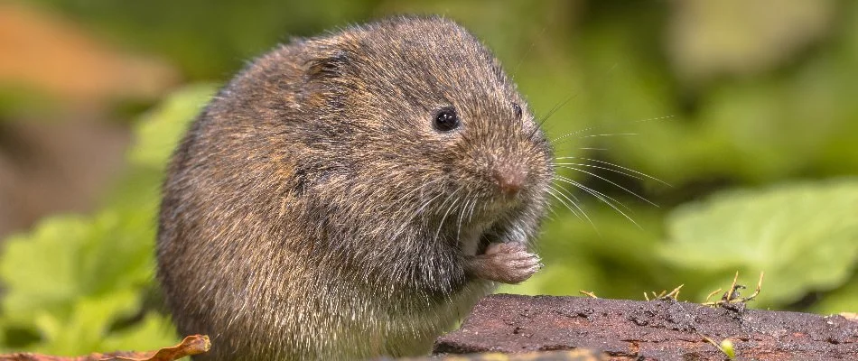 Vole on a piece of wood in Grand Rapids, MI.