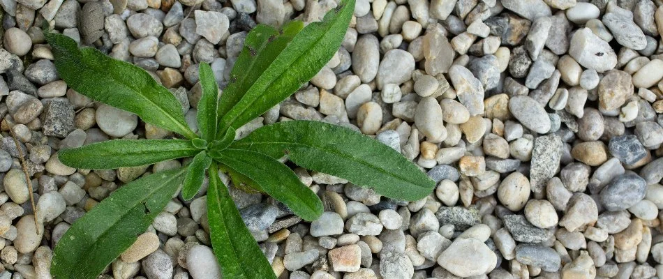Weed in a rock landscape in Grand Rapids, MI.