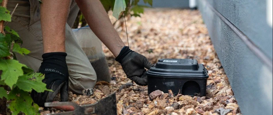 Worker setting up a bait station in a rock landscape in Greenville, MI.