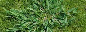 Crabgrass in a lawn
