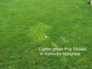 Get Rid of Grassy Weeds | Tuff Turf Molebusters