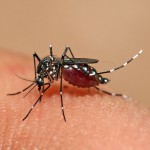 Aedes_aegypti_mosquito