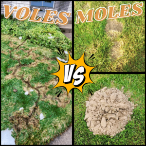 Mole activity vs vole activity